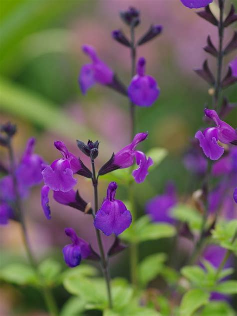 salvia javier