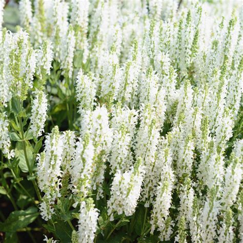 salvia white