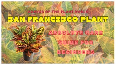 san francisco plant care tips