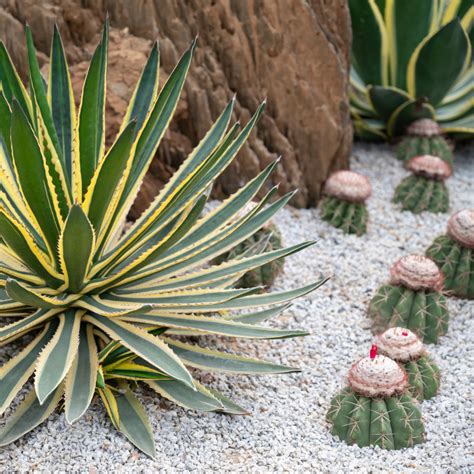 sand and succulents