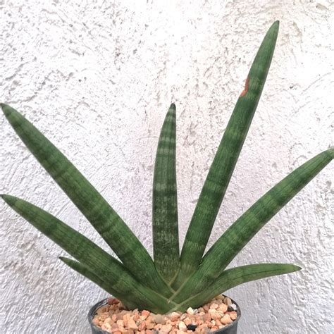 sansevieria cylindrica boncel