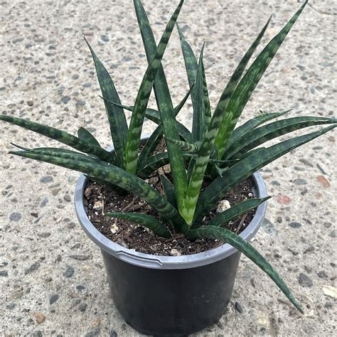 sansevieria fernwood mikado