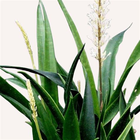 sansevieria parva