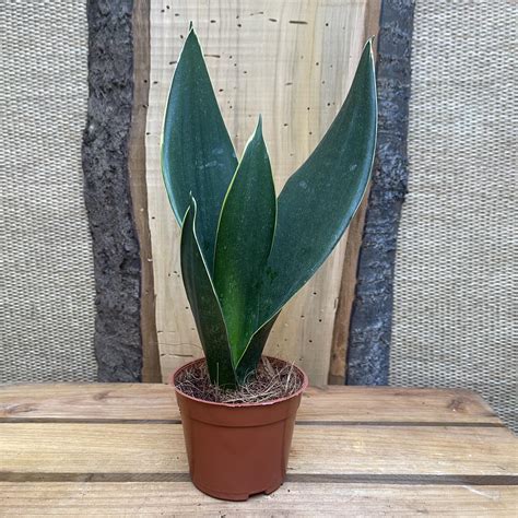 sansevieria robusta