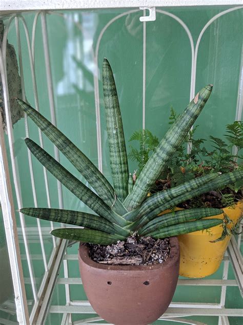 sansevieria starfish