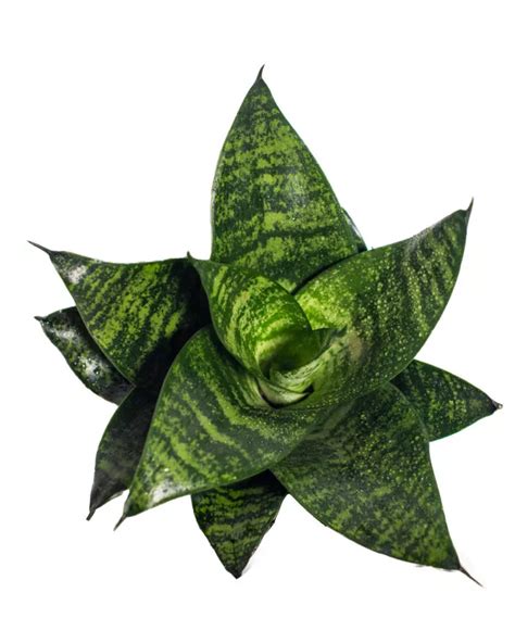 sansevieria starpower