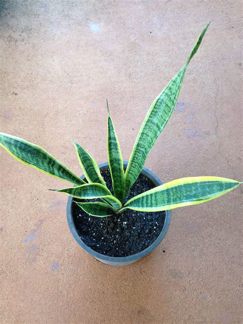 sansevieria succulent