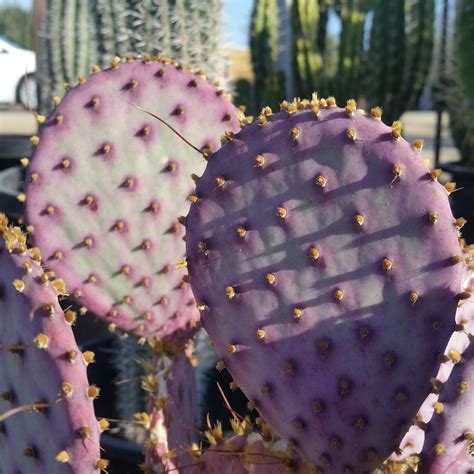santa rita cactus