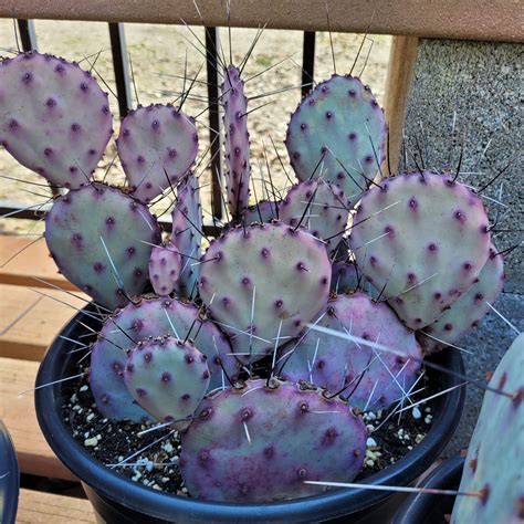 santa rita cactus