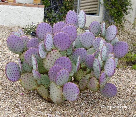 santa rita prickly pear