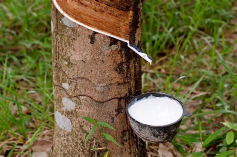 sap of the rubber tree