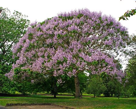 sapphire dragon tree