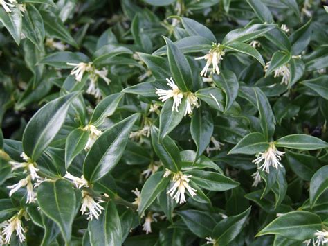 sarcococca confusa