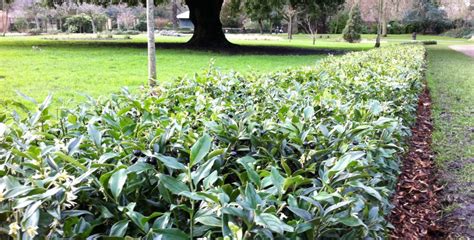 sarcococca confusa pruning