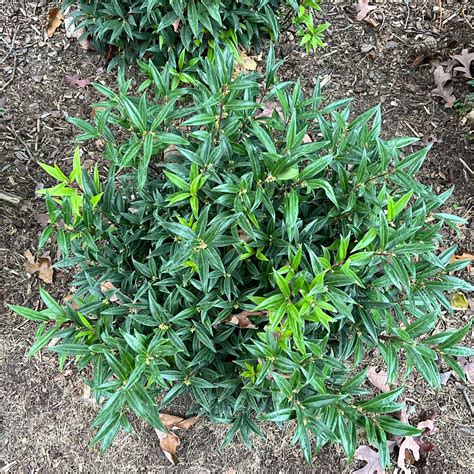 sarcococca sweet box