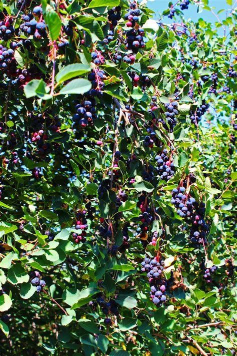 saskatoon berry companion plants