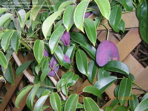 The Fascinating World of the Sausage Vine Plant