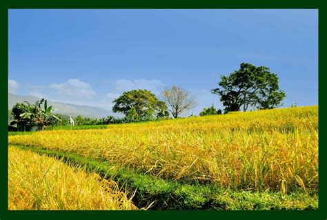 Sawah Padi