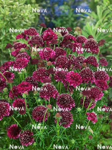 scabiosa barocca