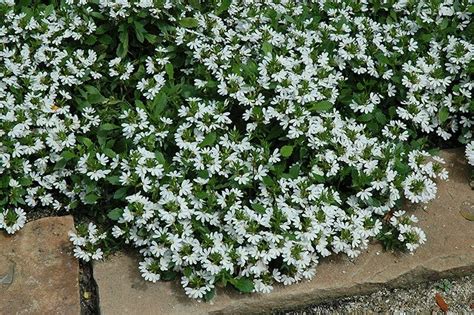 scaevola white