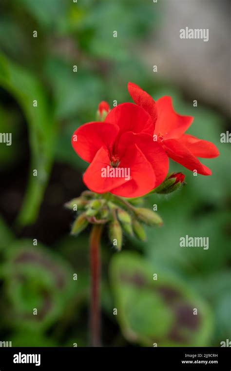 scarlet geranium