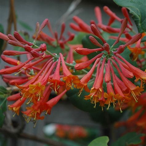 scarlet honeysuckle