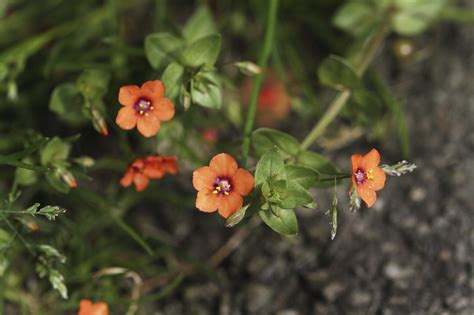 scarlet pimpernel control