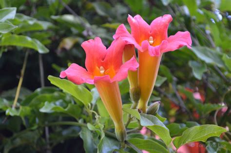 scarlet trumpet vine