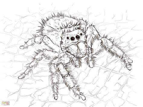 scary spider coloring pages