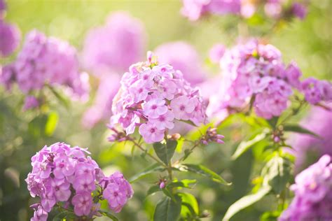 scented flowers