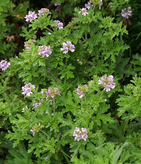 scented geranium lemon