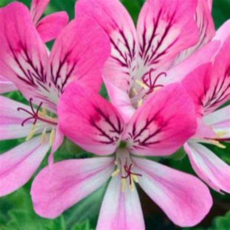 scented geranium seeds