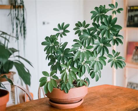 schefflera plant care