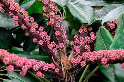 schefflera plant flowers