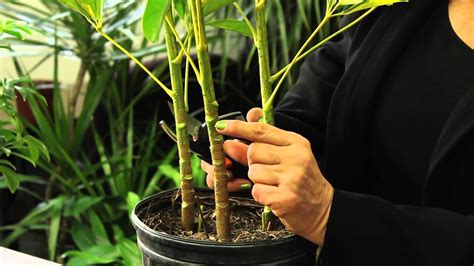 schefflera plant pruning