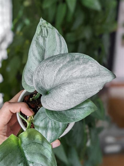 scindapsus silver