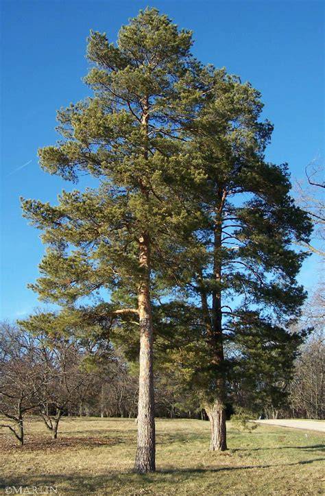 scotch pine in landscapes
