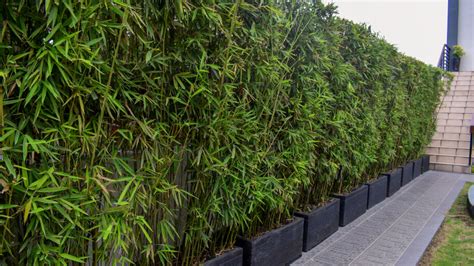 screening plants in pots