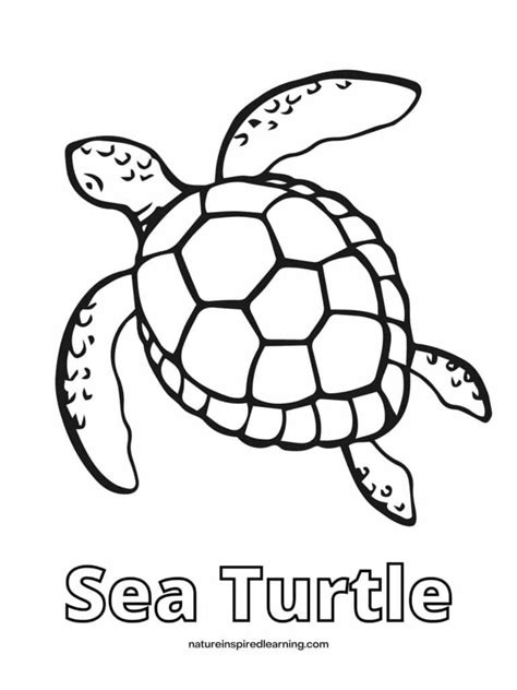 sea turtle coloring book