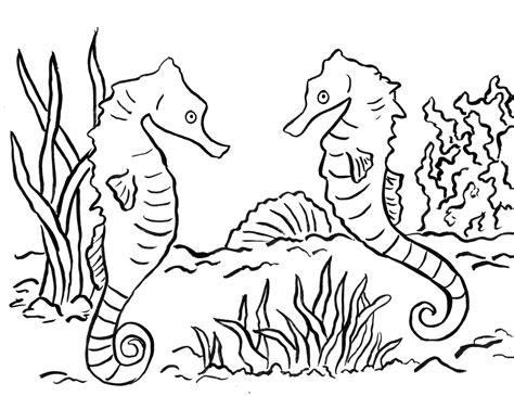 seahorse coloring pages printable