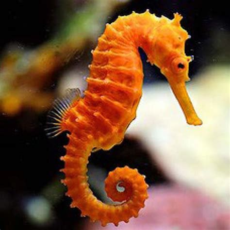 Seahorse in water