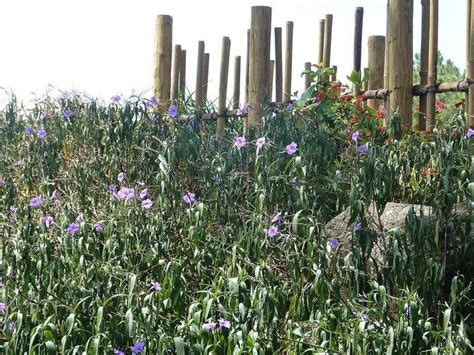 seaside gardening issues
