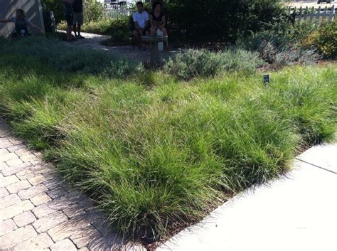 sedge lawn substitute