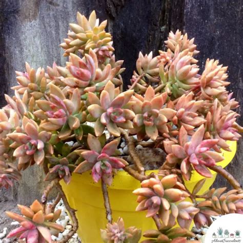 sedum adolphii care