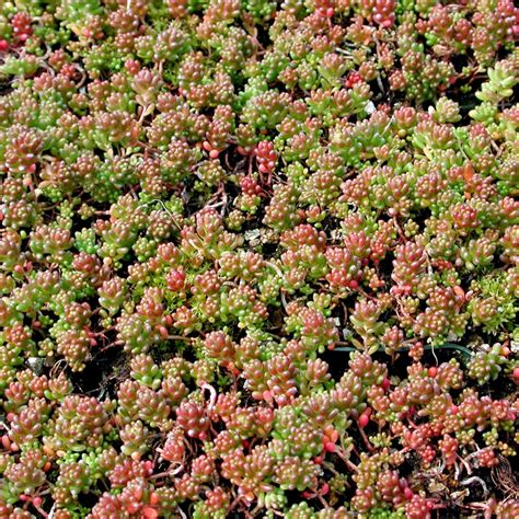 sedum album coral carpet
