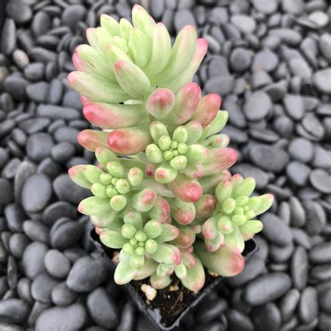 sedum aurora