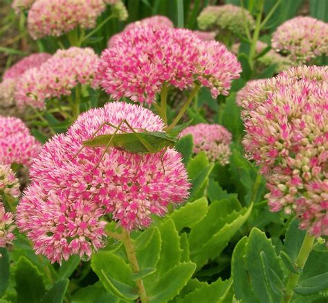 The Beauty of Sedum Autumn Fire Companion Plants