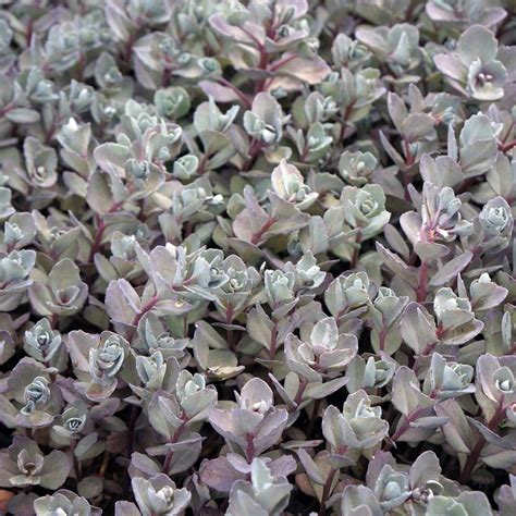 sedum bertram anderson