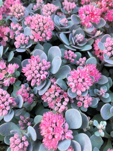 sedum blue elf
