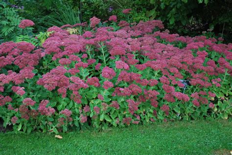 sedum brilliant